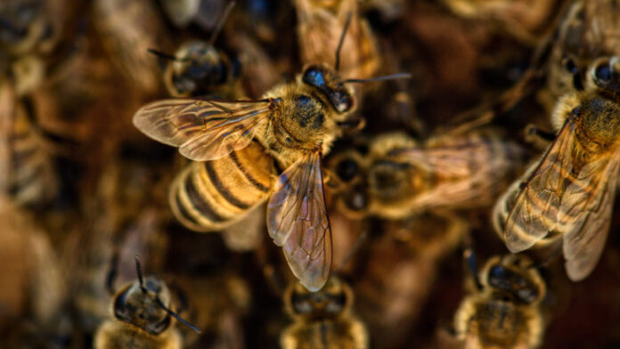 How Honeybee-Inspired Decision Making Could Help Robot Swarms Outsmart Faulty Data and Cyberattacks