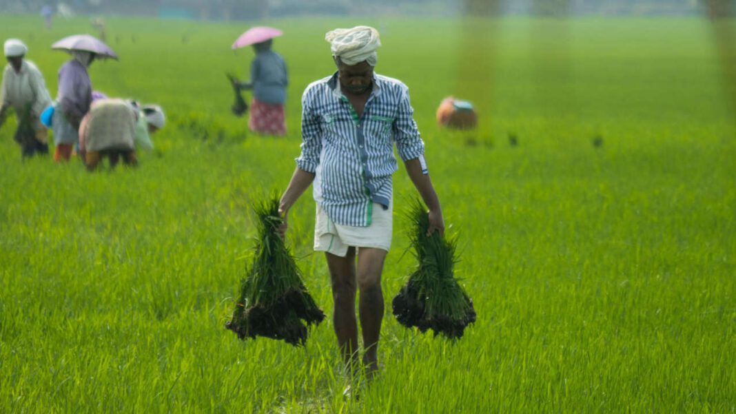 From Imported Grains to Homegrown Growth: Ghana’s Bold Race to Build a Rice Powerhouse From Imported Grains to Homegrown Growth: Ghana’s Bold Race to Build a Rice Powerhouse