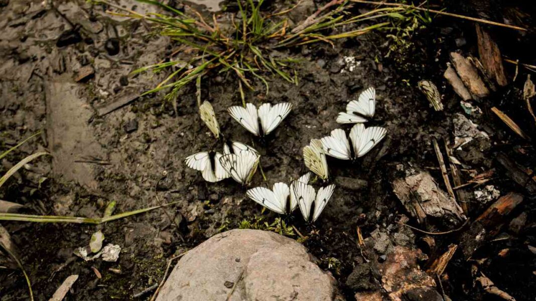 Climate Change Is Pushing Butterflies to New Places, Study Finds Climate Change Is Pushing Butterflies to New Places, Study Finds