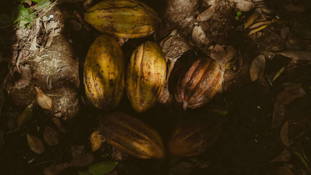 Ghana’s Cocoa Industry Faces a Difficult Season as Production is Set to Fall Ghana’s Cocoa Industry Faces a Difficult Season as Production is Set to Fall