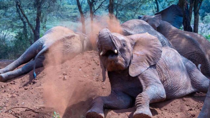 Mystery Deepens as Elephant Deaths Rise to 20 in Kenya