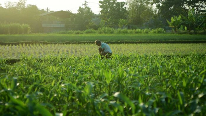 Niassa Has Everything to Feed a Nation—Except the Roads to Get There