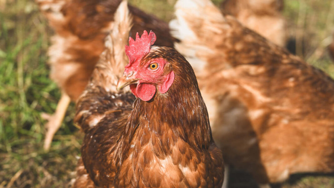 New Study Reveals a New Way to Protect Poultry from Deadly Diseases