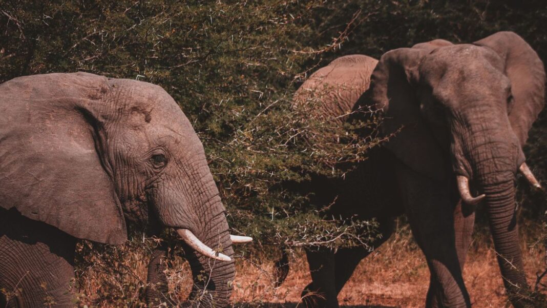 Four Arrested as Kenya Investigates Deaths of 18 Elephants in Amboseli
