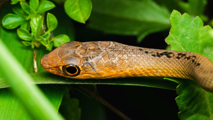 How Did These Inbred Snakes Take Over Guam? New Study Explains