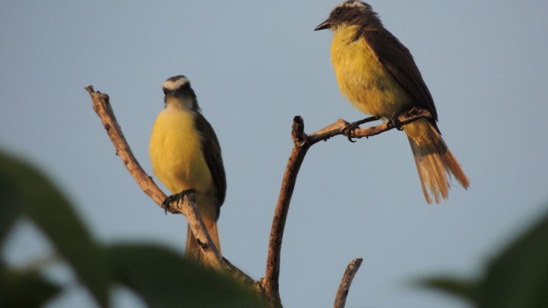 Where Will Birds Live as Extreme Weather Gets Worse?