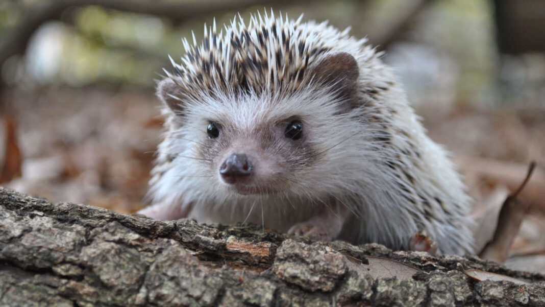 New Research Reveals How Traffic Is Harming Hedgehog Populations New Research Reveals How Traffic Is Harming Hedgehog Populations