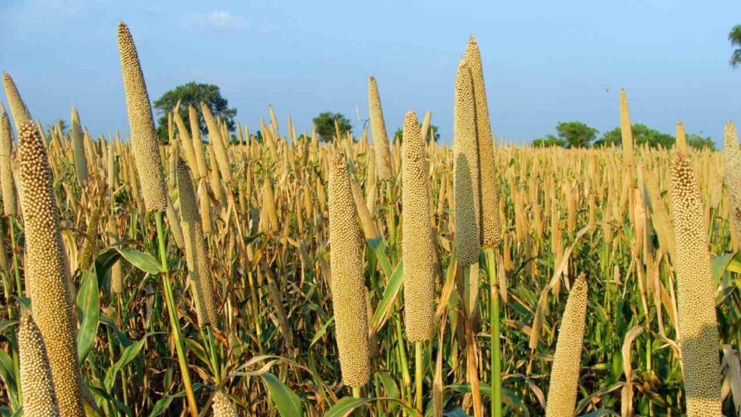 Can This Special Millet Improve Your Child’s Gut Health? Can This Special Millet Improve Your Child’s Gut Health?