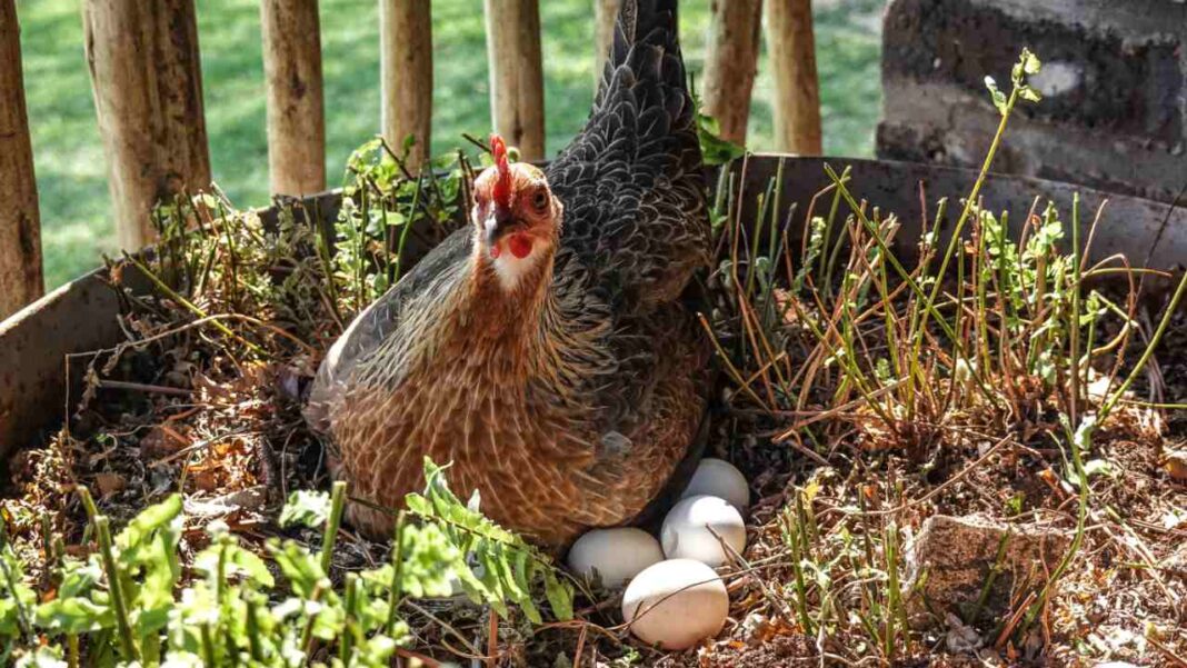 Everyone Thinks Organic Eggs Are Greener – This Study Says the Opposite Everyone Thinks Organic Eggs Are Greener - This Study Says the Opposite