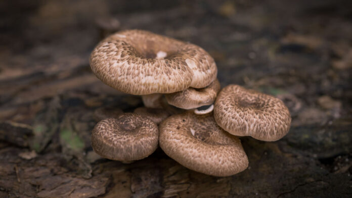 Mushroom Murderer Appeals Convictions: What Happens Next in the Poisoning Case?
