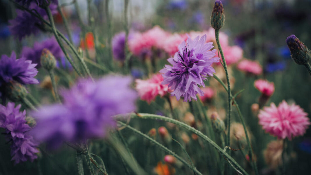 Two Deadly Flowers May Hold Promising Medical Benefits Two Deadly Flowers May Hold Promising Medical Benefits