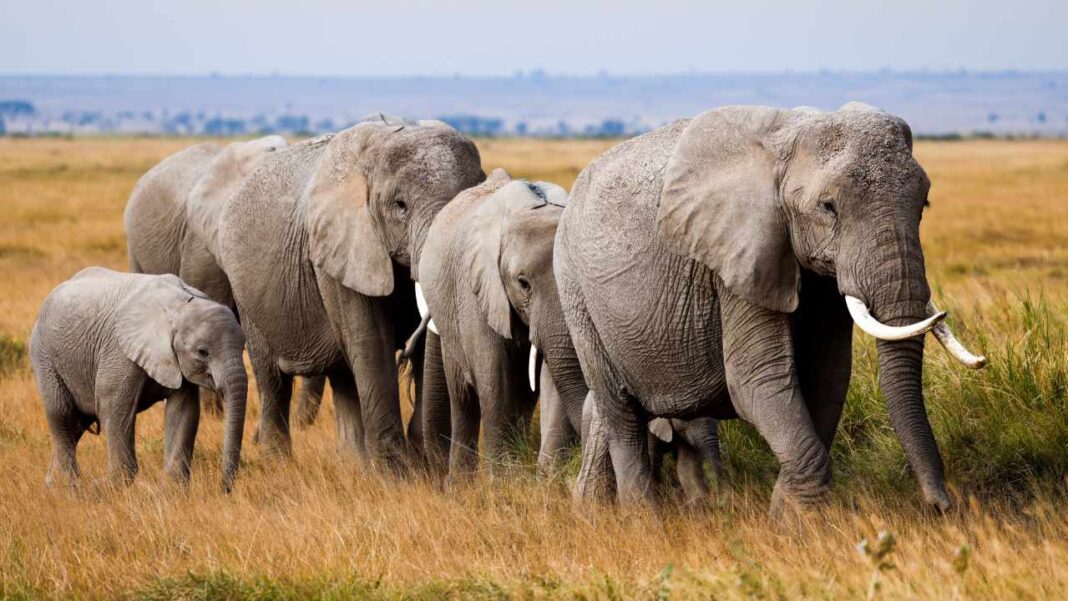 Coexist and Conserve Across Africa on World Elephant Day 2026 Coexist and Conserve Across Africa on World Elephant Day 2026