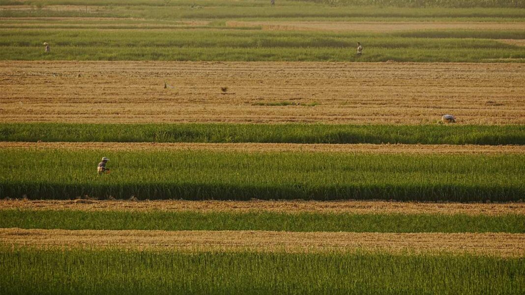 Vanuatu’s Food Security Under Pressure as Extreme Weather Damages Farmland
