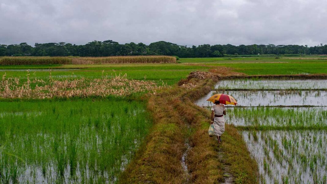 Sri Lanka Approves Rs 7.5 Billion Loan Scheme to Support Paddy Purchases Sri Lanka Approves Rs 7.5 Billion Loan Scheme to Support Paddy Purchases