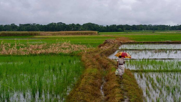Sri Lanka Approves Rs 7.5 Billion Loan Scheme to Support Paddy Purchases