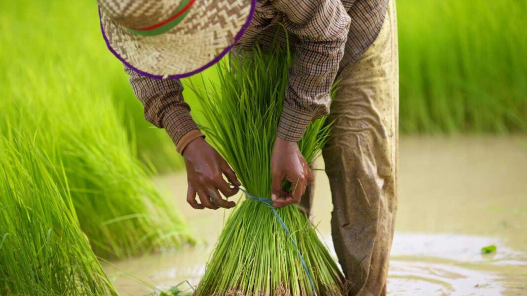 Sri Lanka Approves Rs. 7.5 billion Loan Scheme to Support Paddy Purchases