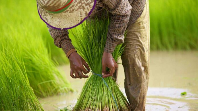 Sri Lanka Approves Rs. 7.5 billion Loan Scheme to Support Paddy Purchases