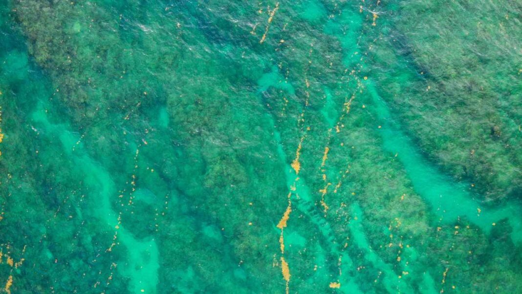 How Tiny Ocean Bacteria Team Up to Break Down Tough Carbon How Tiny Ocean Bacteria Team Up to Break Down Tough Carbon
