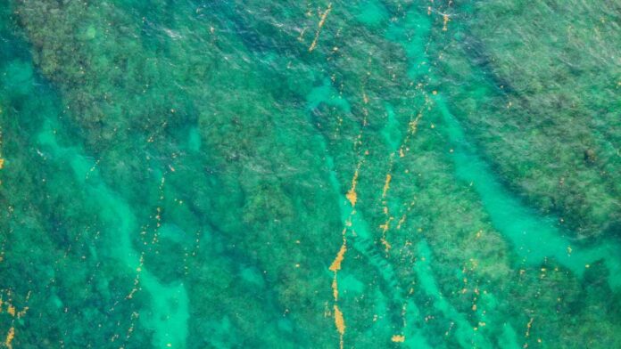 How Tiny Ocean Bacteria Team Up to Break Down Tough Carbon