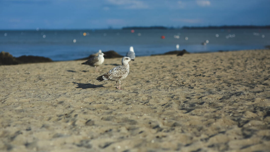 A Growing Threat to Seabirds: Plastic Rubbish Can Be Fatal A Growing Threat to Seabirds: Plastic Rubbish Can Be Fatal