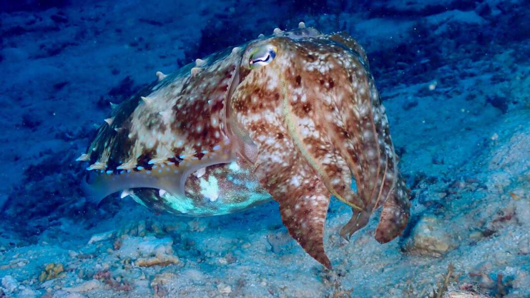 Australia’s Famous Cuttlefish Mating Event Is Missing This Year—Why? Australia’s Famous Cuttlefish Mating Event Is Missing This Year—Why?