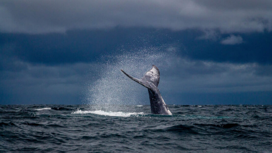 Hawaiian Humpback Whales Face Setback as Marine Heatwave Disrupts Pacific Food Chain
