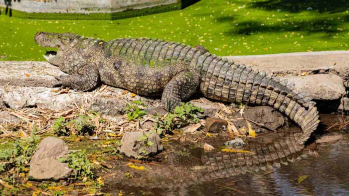 20 Years After His Death, Family Remembers Australian Wildlife Icon Steve Irwin