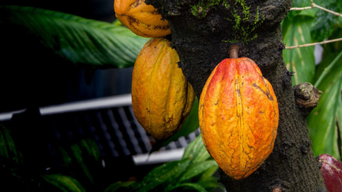 Ivory Coast Cocoa Faces New Challenge Ahead of EU Deforestation Rules