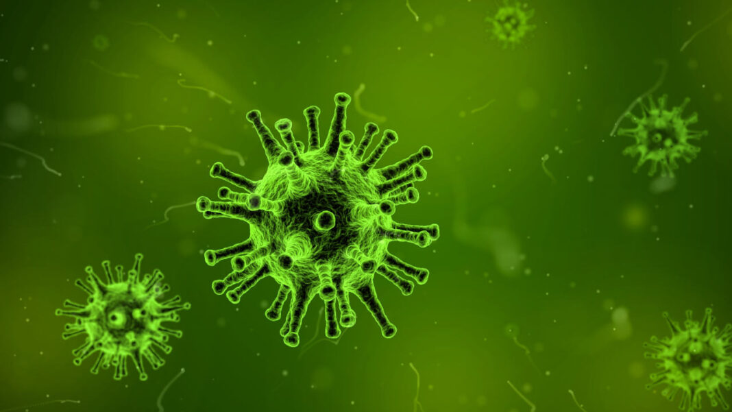 How Do Liquid Crystals Reshape the Way Bacteria Grow?
