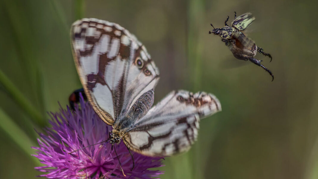 Scientists Say Research Is Failing the World’s Tropical Insects Scientists Say Research Is Failing the World’s Tropical Insects