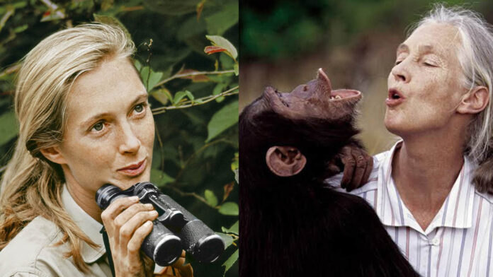 Jane Goodall: From a Childhood Dream to a Lifetime of Changing How We See Chimpanzees