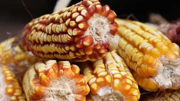 Africa’s Food Security Under Pressure as El Niño Threatens Harvests and Highlights Need for Resilient Seeds