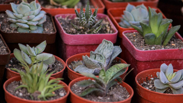 Why Are Plants Heating Up Faster Than the Air Around Them?