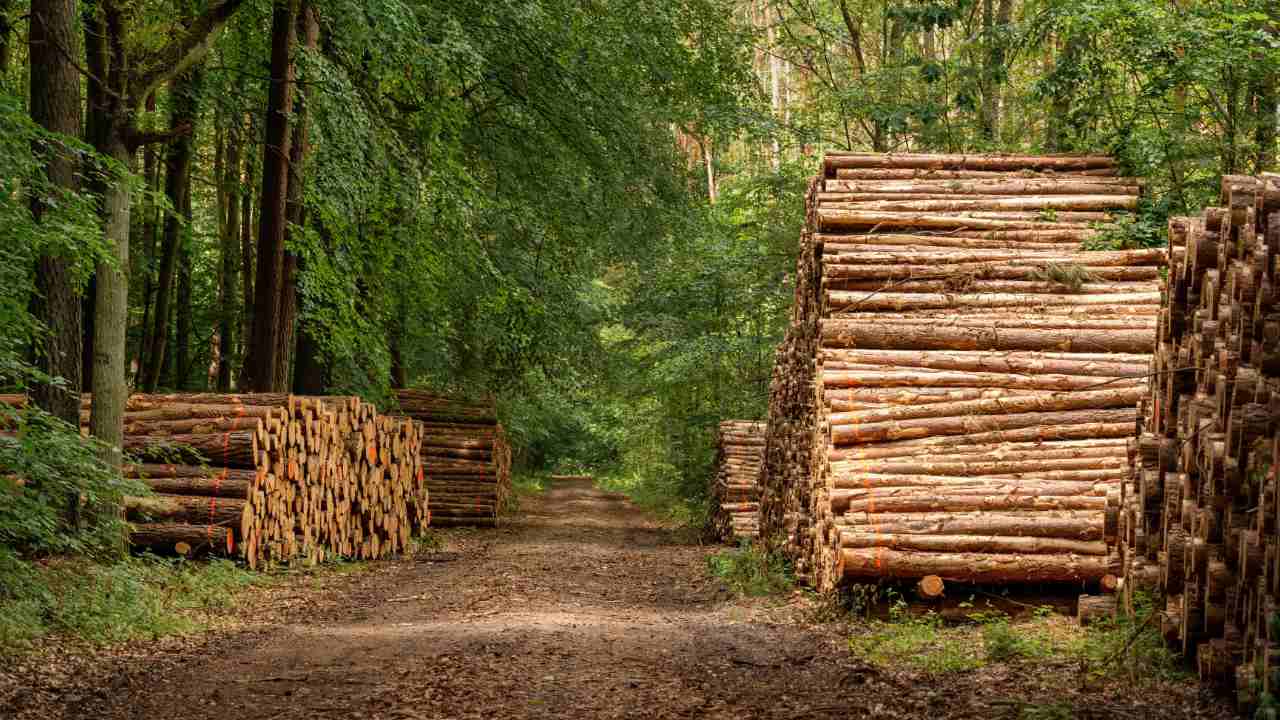 Malaysia’s Timber Trade Holds Firm as First-Half Shipments Reach RM9.4 Billion