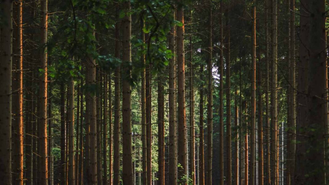 What Happens to Forests When Climate Extremes Strike? What Happens to Forests When Climate Extremes Strike?