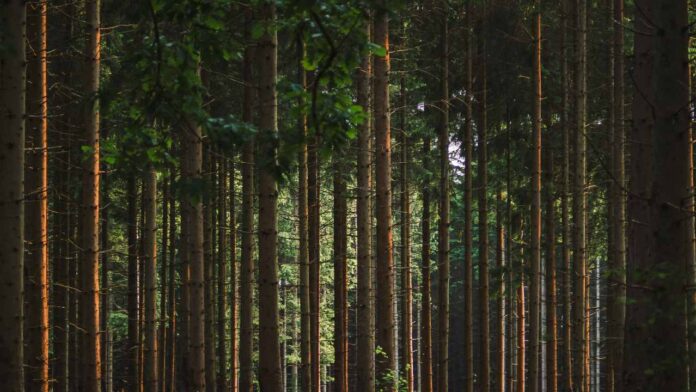 What Happens to Forests When Climate Extremes Strike?