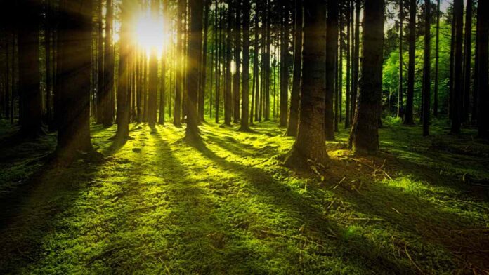 New Device Uses Sunlight to Make Green Hydrogen from Seawater and Treat Industrial Wastewater