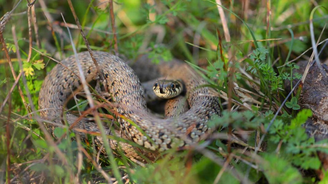 A Hidden Threat to Australia’s Snakes and Lizards and How to Reduce the Risk