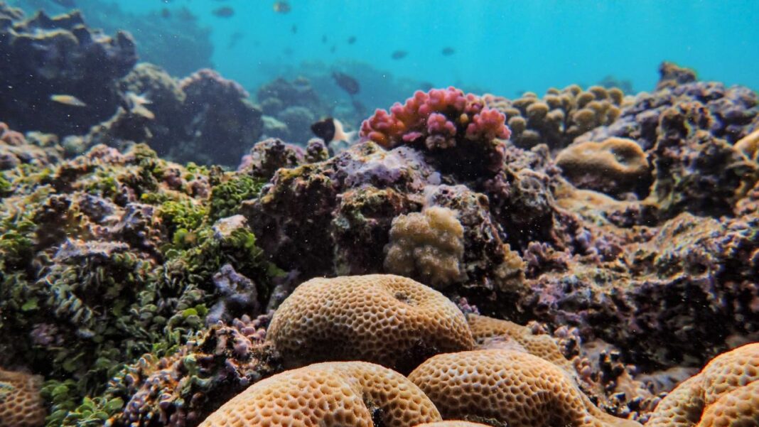 Coral Reefs Face a Double Threat: Hotter Oceans and Deadly Disease Coral Reefs Face a Double Threat: Hotter Oceans and Deadly Disease