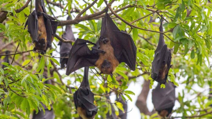 43 People Bitten by Bats in Two Weeks-Now NSW Health Issues Urgent Virus Warning