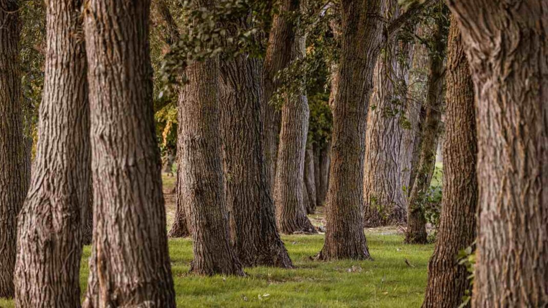 California’s Giant Redwoods Change How They ‘Breathe’ When It Gets Too Hot California’s Giant Redwoods Change How They ‘Breathe’ When It Gets Too Hot