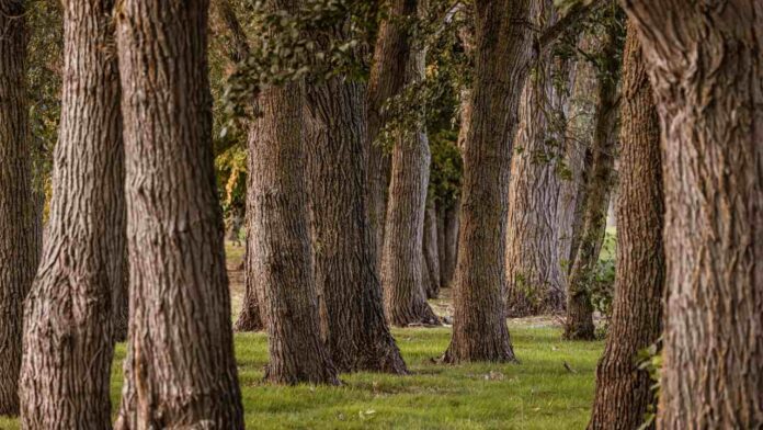 California’s Giant Redwoods Change How They ‘Breathe’ When It Gets Too Hot