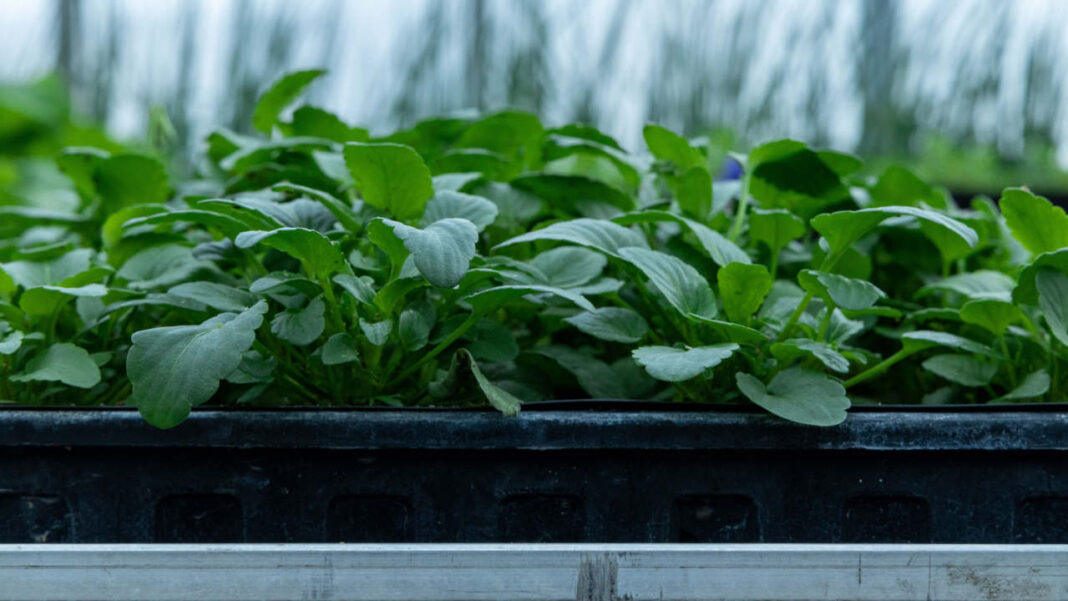 Plants Have a Hidden Defence System Against Multiple Stressors, Scientists Find Plants Have a Hidden Defence System Against Multiple Stressors, Scientists Find