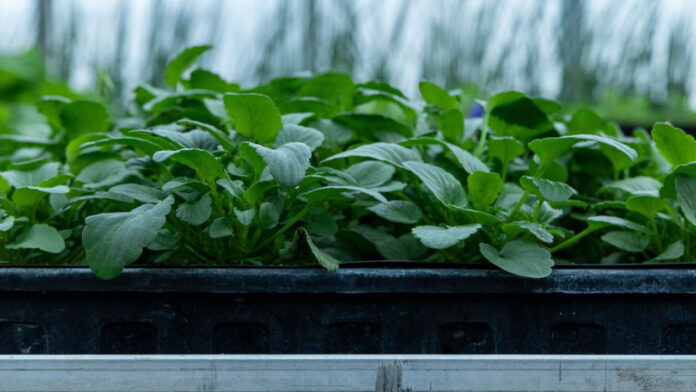 Plants Have a Hidden Defence System Against Multiple Stressors, Scientists Find